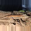 plant/Orange striped gargoy-0-thumbnail