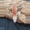 plant/Red striped male gargoyle-1-thumbnail