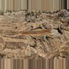 plant/Orange striped gargoy-1-thumbnail