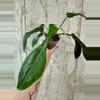 plant/Ph. Joepii [b]-0-thumbnail