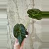 plant/Al. Regal Shield [b]-0-thumbnail