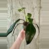 plant/Ph. Joepii [b]-1-thumbnail