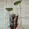 plant/Al. Regal Shield [b]-3-thumbnail