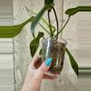 plant/Ph. Joepii [b]-2-thumbnail