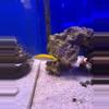 plant/Yellow Cori’s wrasse-0-thumbnail