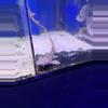 plant/Sand shark-0-thumbnail