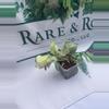 plant/Scindapsus Jade Satin Marble-1-thumbnail