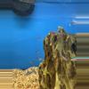 plant/Cardinal tetra-0-thumbnail