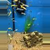 plant/Endler male mix-0-thumbnail