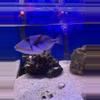 plant/Picoso trigger-0-thumbnail