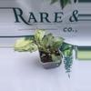 plant/Scindapsus Jade Satin Marble-2-thumbnail