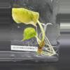 plant/AK01 TC Cuprea Latte Gold-0-thumbnail