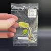 plant/AK01 TC Cuprea Latte Gold-2-thumbnail