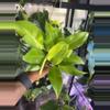 plant/Philodendron Moonlight-0-thumbnail