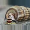 plant/Rare King Rabbit Snail addon only-0-thumbnail