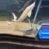 plant/Albino sterlet sturgeon-0-thumbnail