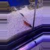plant/Peppermint shrimp-0-thumbnail
