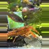 plant/Orange Dwarf Mexican Crayfish-0-thumbnail
