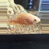 plant/Albino tiger Oscar 3 1/2-0-thumbnail