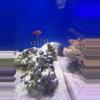 plant/Dragon wrasse juvenile-0-thumbnail