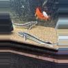 plant/White diamond sturgeon-0-thumbnail