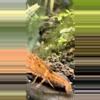 plant/Orange Dwarf Mexican Crayfish-1-thumbnail
