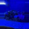 plant/Fire shrimp 3”-0-thumbnail