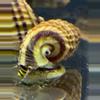 plant/Rare King Rabbit Snail addon only-1-thumbnail