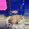 plant/Long spine squirrel fish-0-thumbnail