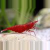 plant/Bloody Mary Premium Shrimp x4-0-thumbnail