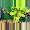 plant/Tuxedo Red Swordtail Juvies! Rare!-0-thumbnail