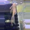 plant/Longfin Male L144 Albino Pleco 3in!-0-thumbnail