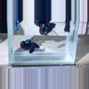 plant/AVATAR Betta pair!-0-thumbnail