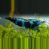 plant/Blue Black Carbon Premium Neocardinia x 3-0-thumbnail