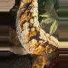 plant/Crème de la Cream personal collection breeder, Sir to the givey! 49g-0-thumbnail