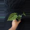 plant/P35-7 (pap x mag) x forgetii-0-thumbnail