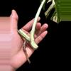 plant/M. Albo mid cut-1-thumbnail