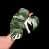 plant/M. Albo mid cut-0-thumbnail