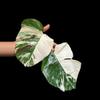 plant/M. Albo top cut w/aerial root *high variegation*-0-thumbnail