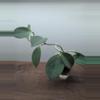 plant/Hoya subquintuplinervis (formerly H. pachyclada)-0-thumbnail