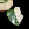plant/M. Albo top cut w/aerial root *high variegation*-2-thumbnail