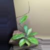 plant/Hoya incrassata 'Moonshadow'-0-thumbnail