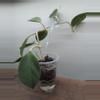 plant/Hoya subquintuplinervis (formerly H. pachyclada)-1-thumbnail