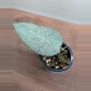 plant/Hoya caudata 'Argene'-1-thumbnail