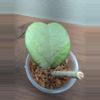 plant/Hoya kerrii (silver)-0-thumbnail