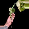 plant/M. Albo top cut w/aerial root *high variegation*-4-thumbnail