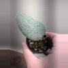 plant/Hoya caudata 'Argene'-0-thumbnail