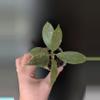 plant/Hoya obscura 'Cryptic Chrome'-0-thumbnail