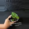 plant/Bundle of 5 potted-1-thumbnail