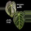 plant/Bundle of 5 potted-0-thumbnail